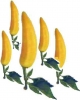 Peppers
